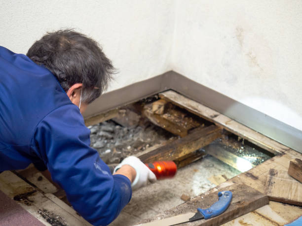 Best Fast Mold Removal  in Fairchance, PA