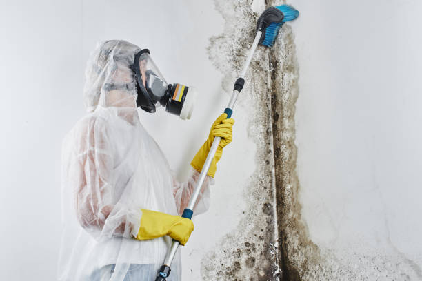Mold Removal Process in Fairchance, PA