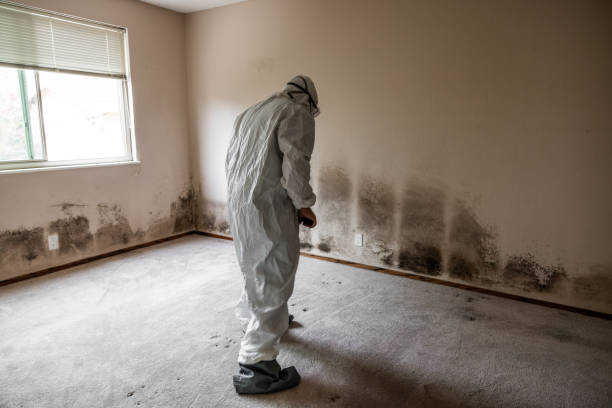 Best Mold Removal Process  in Fairchance, PA